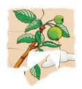 Lagen-Puzzle "Apfel"