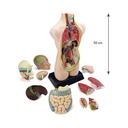 Anatomie Torso 