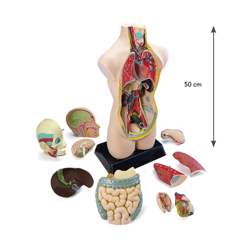 [104242] Anatomie Torso 