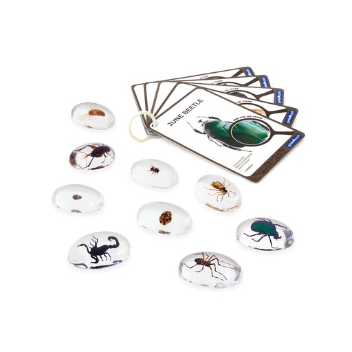 [104312] Beobachtungsgläser - Insekten